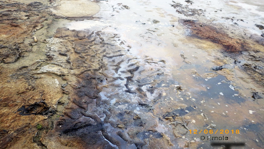 Senogda Bay; decayed algae on the beach1
